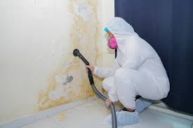 Reliable Martinsburg, WV Mold Removal Solutions